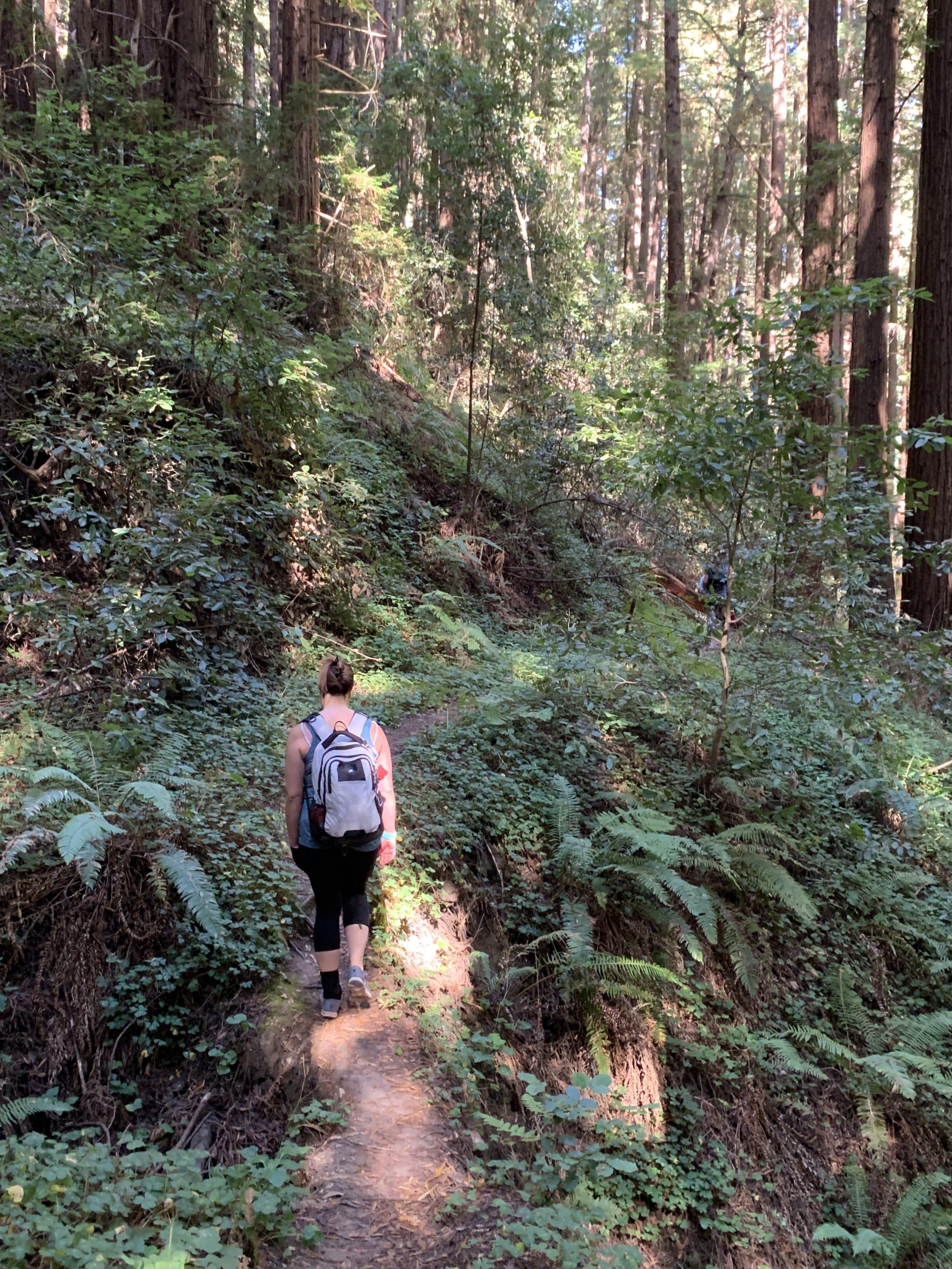 Walking the Enchanted Forest