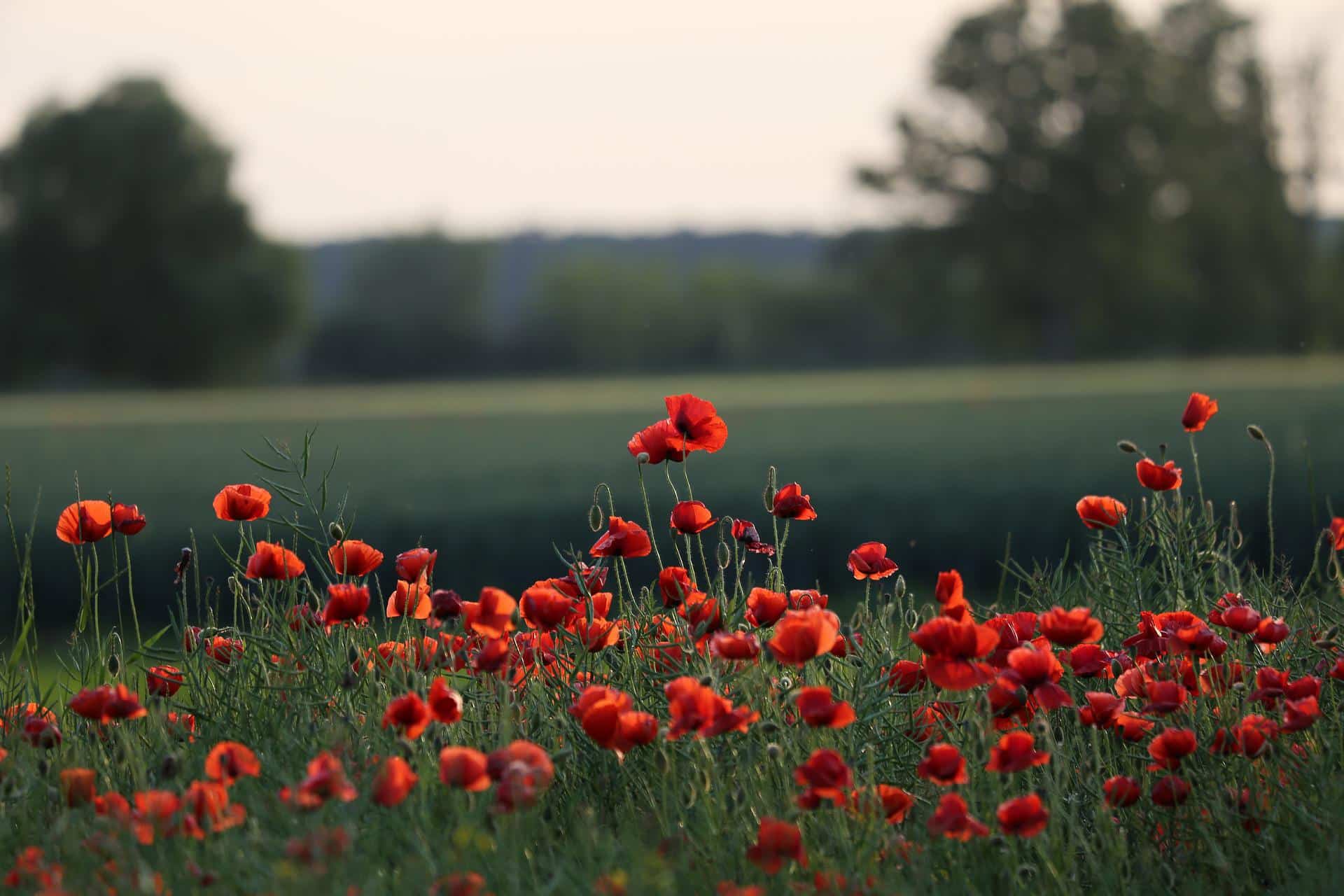 red-poppies-gf2ec4c2c3_1920