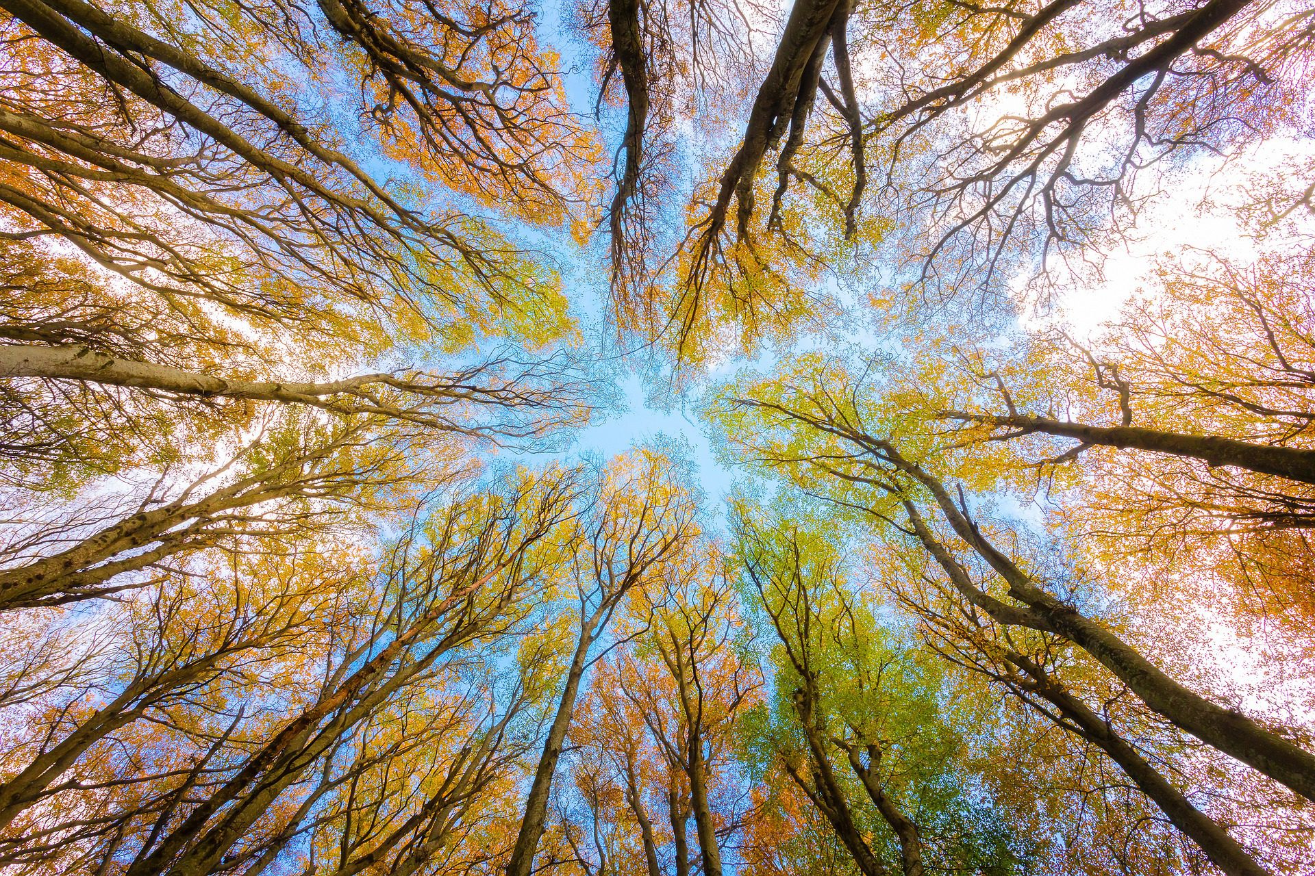 trees-g0dab2f021_1920